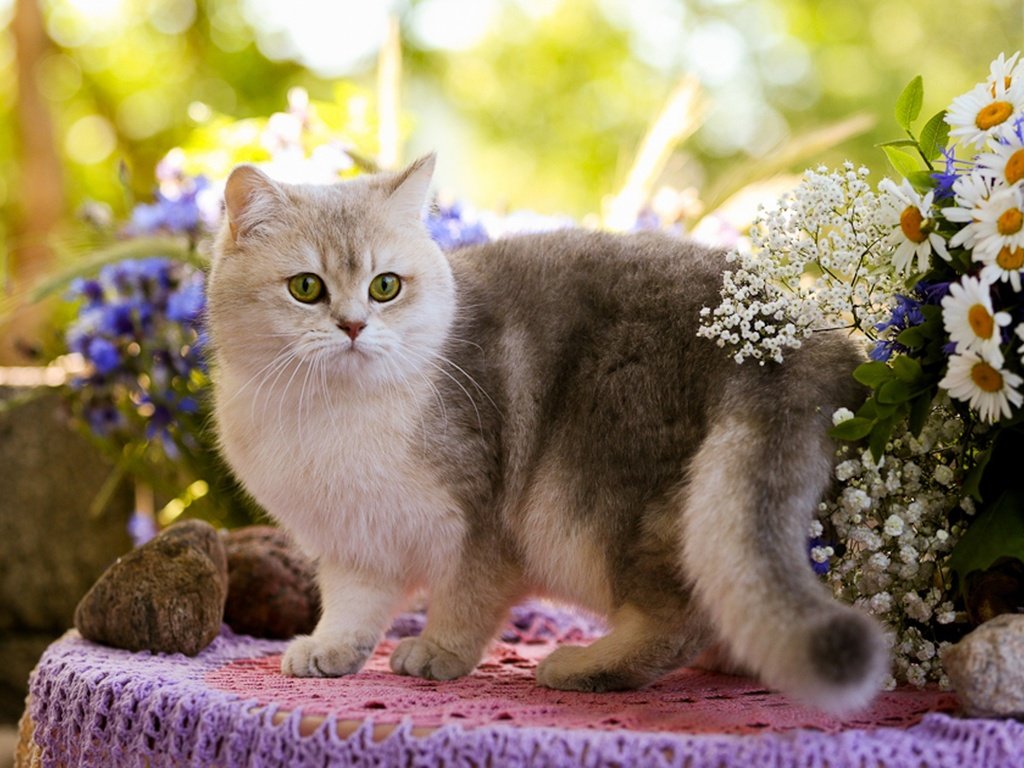 Обои цветы, камни, кот, кошка, столик, flowers, stones, cat, table разрешение 2048x1481 Загрузить