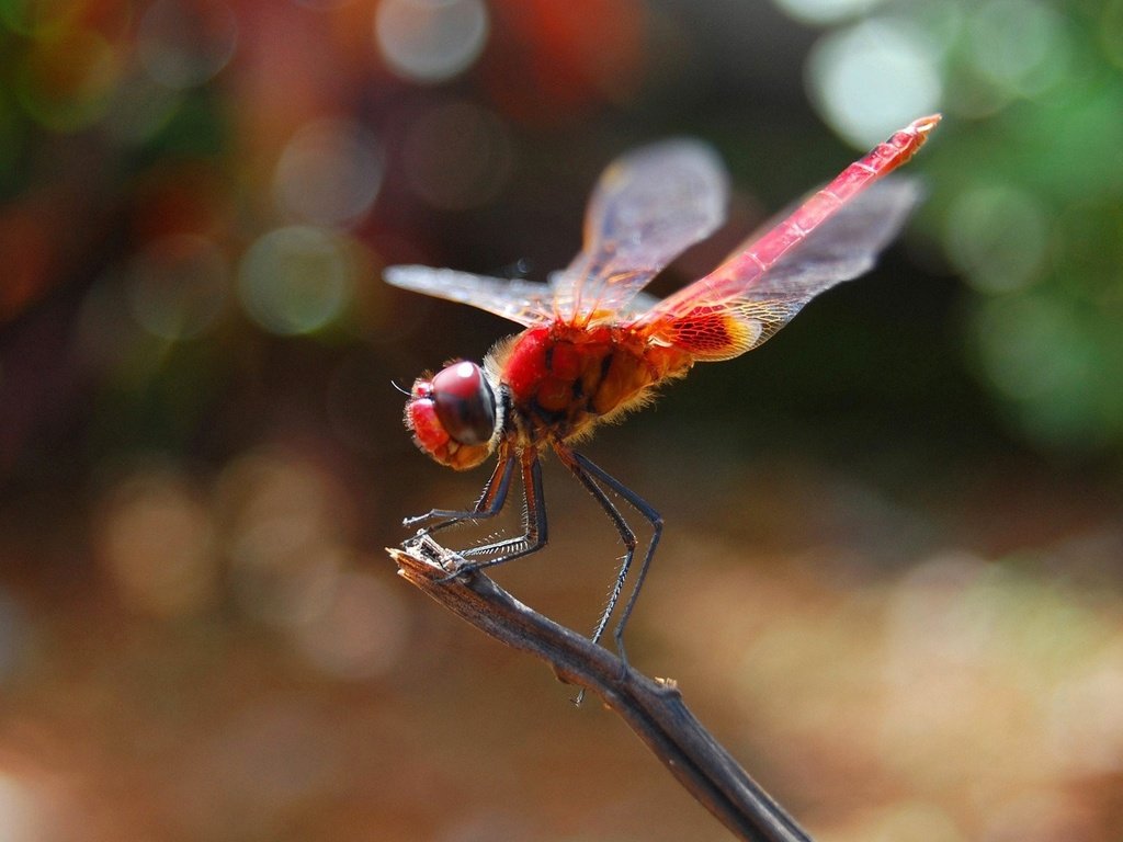 Обои насекомое, крылья, стрекоза, стебель, боке, insect, wings, dragonfly, stem, bokeh разрешение 1920x1200 Загрузить