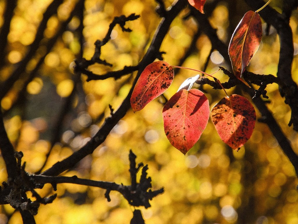 Обои природа, листья, ветки, осень, боке, осенние листья, nature, leaves, branches, autumn, bokeh, autumn leaves разрешение 2560x1696 Загрузить