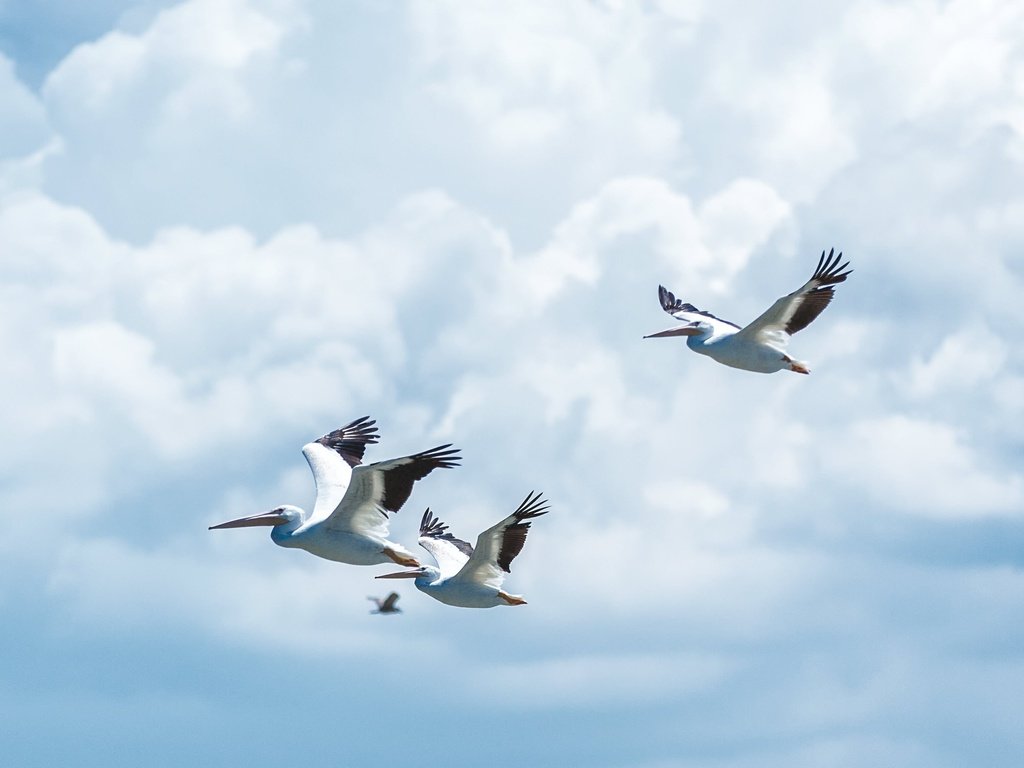 Обои небо, облака, полет, крылья, птицы, пеликан, пеликаны, the sky, clouds, flight, wings, birds, pelican, pelicans разрешение 3500x2333 Загрузить