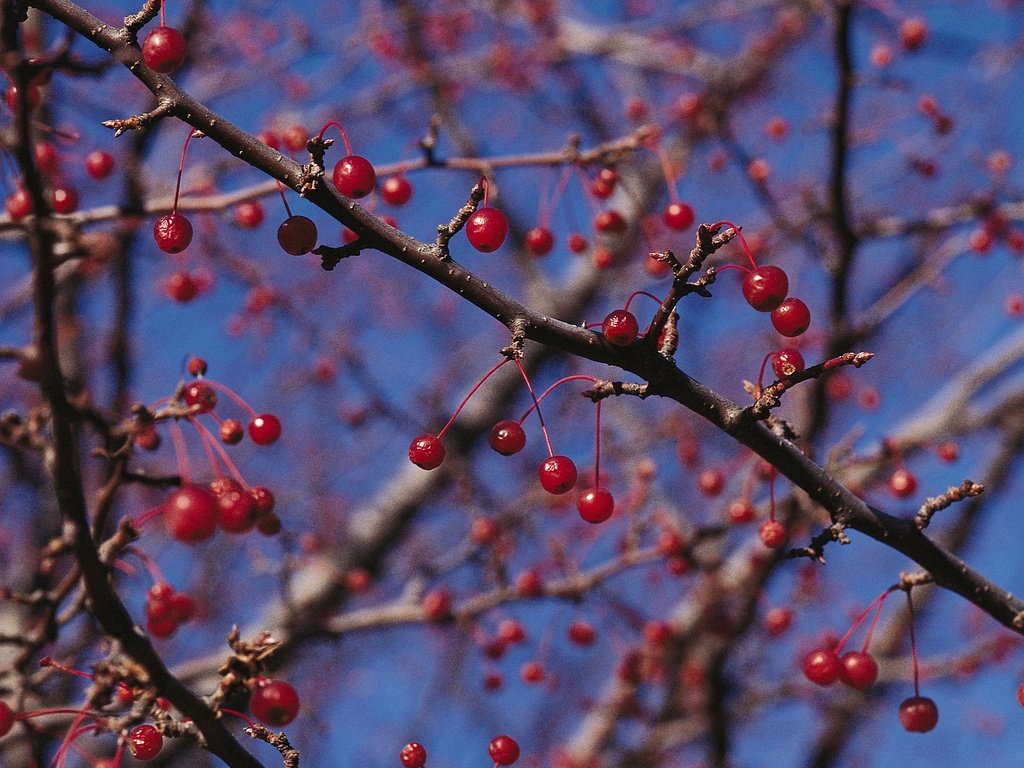 Обои природа, ветки, красные, ягоды, nature, branches, red, berries разрешение 2950x2094 Загрузить