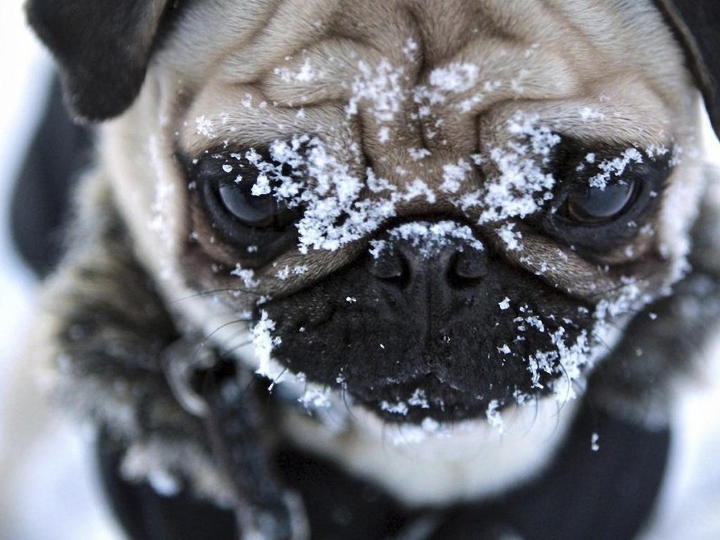 Обои снег, мордочка, взгляд, собака, мопс, snow, muzzle, look, dog, pug разрешение 1920x1200 Загрузить