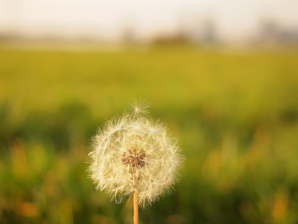 Обои цветок, размытость, одуванчик, семена, пух, пушинки, былинки, flower, blur, dandelion, seeds, fluff, fuzzes, blade разрешение 2400x1352 Загрузить