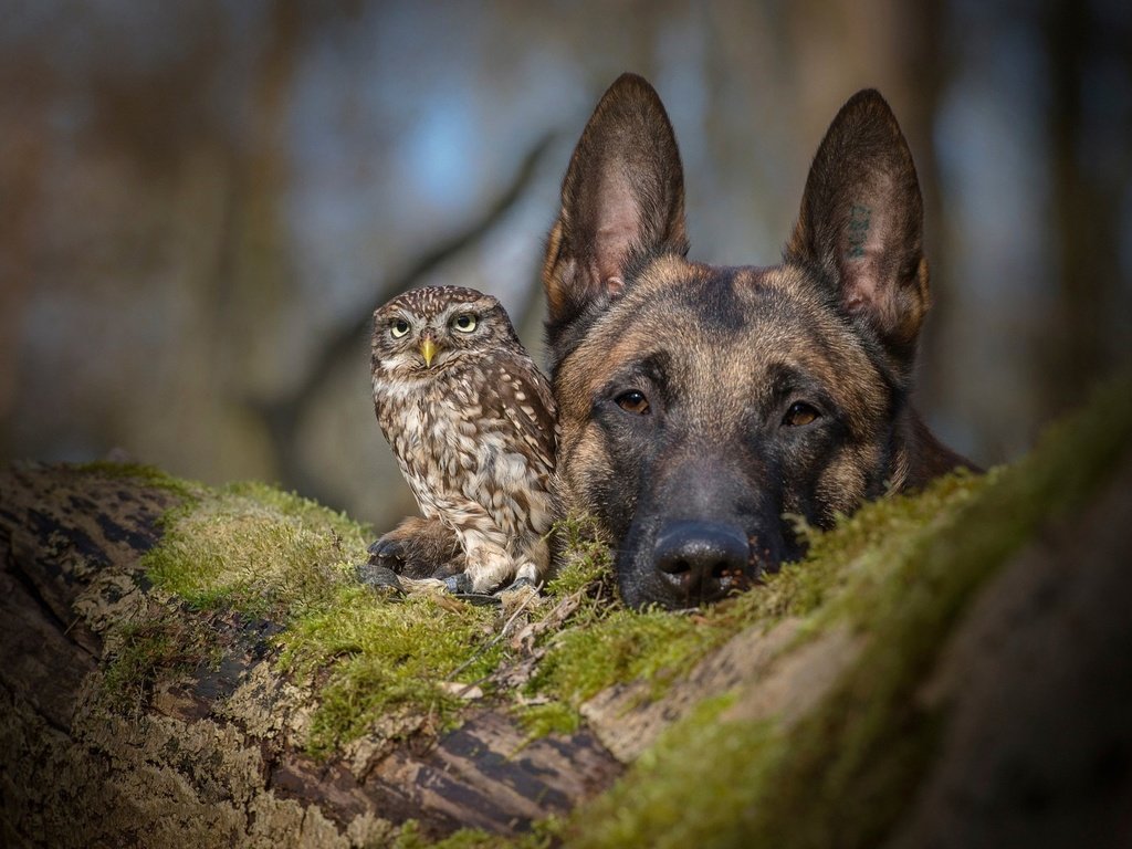 Обои сова, бельгийская овчарка, взгляд, tanja brandt, tanja brandt., собака, птица, друзья, овчарка, совенок, малинуа, owl, belgian shepherd, look, dog, bird, friends, shepherd, owlet, malinois разрешение 1920x1200 Загрузить