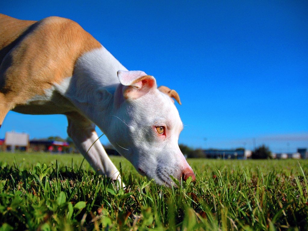 Обои собака, щенок, крупный план, газон, питбультерьер, питбуль, dog, puppy, close-up, lawn, pit bull terrier, pit bull разрешение 2500x1662 Загрузить