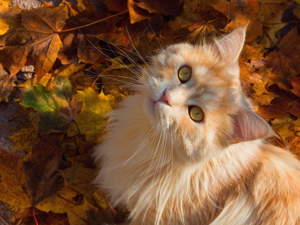 Обои листья, кот, мордочка, усы, кошка, взгляд, осень, котенок, рыжий, red, leaves, cat, muzzle, mustache, look, autumn, kitty разрешение 6107x4363 Загрузить