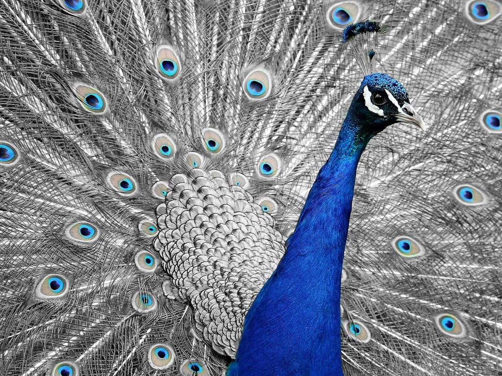 Обои птица, клюв, павлин, перья, хвост, bird, beak, peacock, feathers, tail разрешение 1920x1329 Загрузить