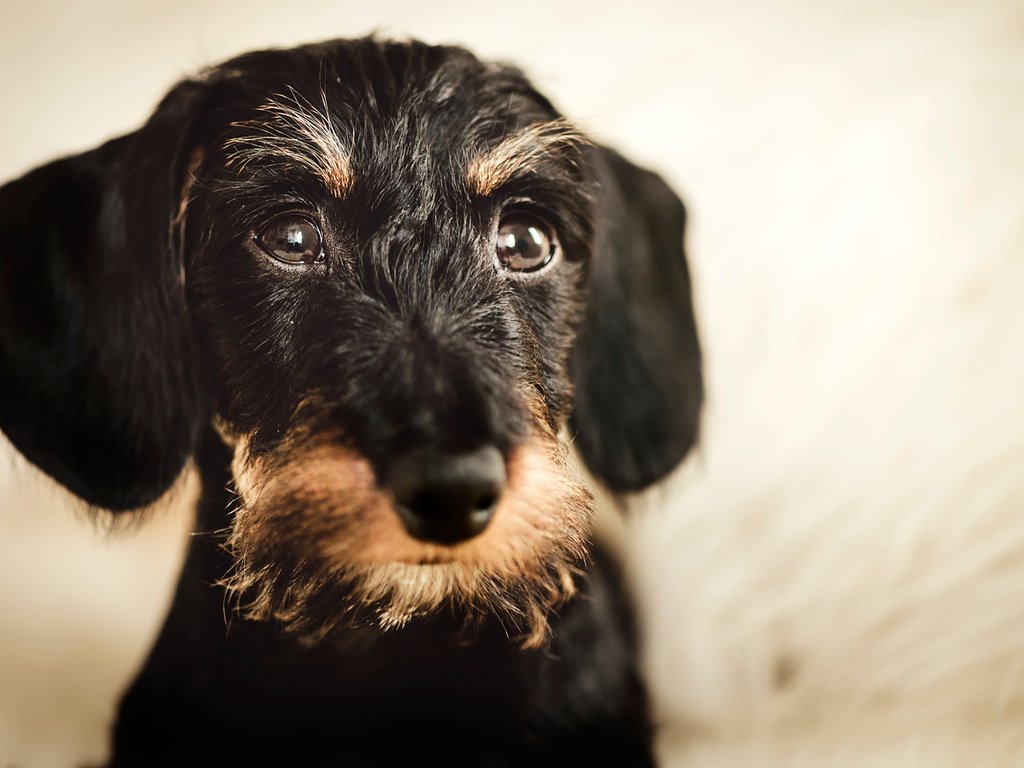 Обои мордочка, взгляд, собака, такса, жесткошерстная такса, muzzle, look, dog, dachshund, wire-haired dachshund разрешение 1920x1200 Загрузить