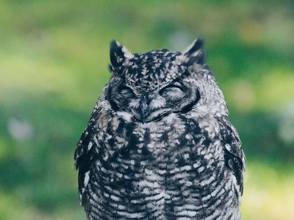 Обои сова, размытость, птица, клюв, перья, закрытые глаза, owl, blur, bird, beak, feathers, closed eyes разрешение 2560x1696 Загрузить