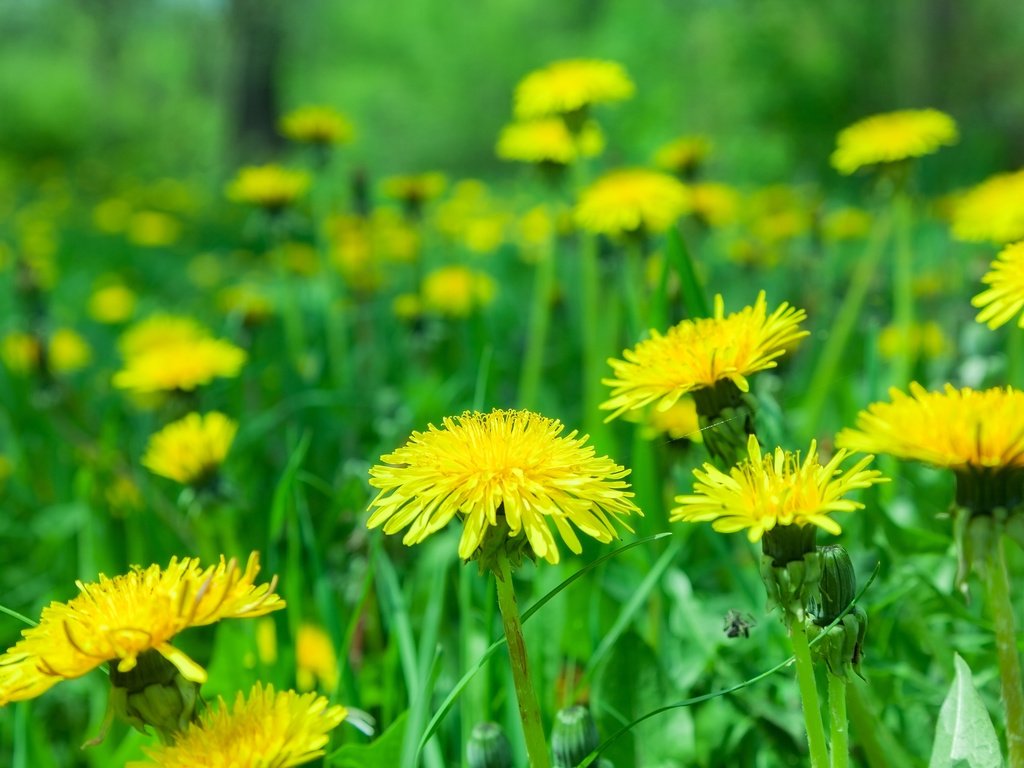 Обои цветы, природа, размытость, одуванчики, желтые, flowers, nature, blur, dandelions, yellow разрешение 3840x2400 Загрузить