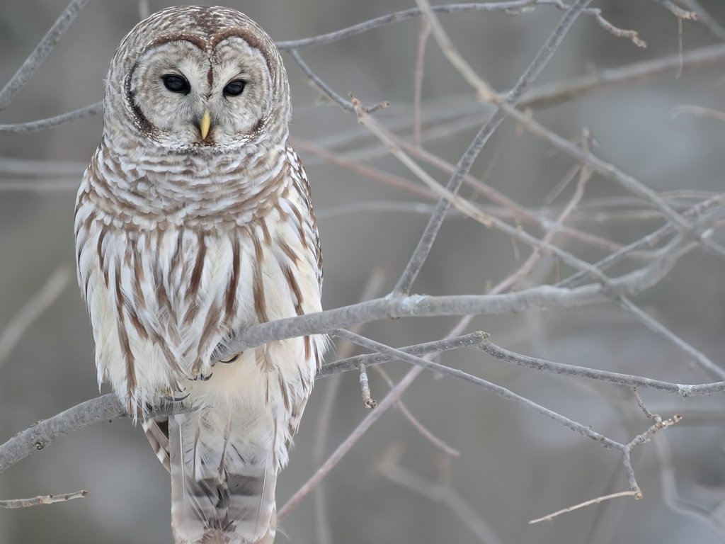 Обои сова, ветки, птица, клюв, перья, неясыть, owl, branches, bird, beak, feathers разрешение 1920x1080 Загрузить