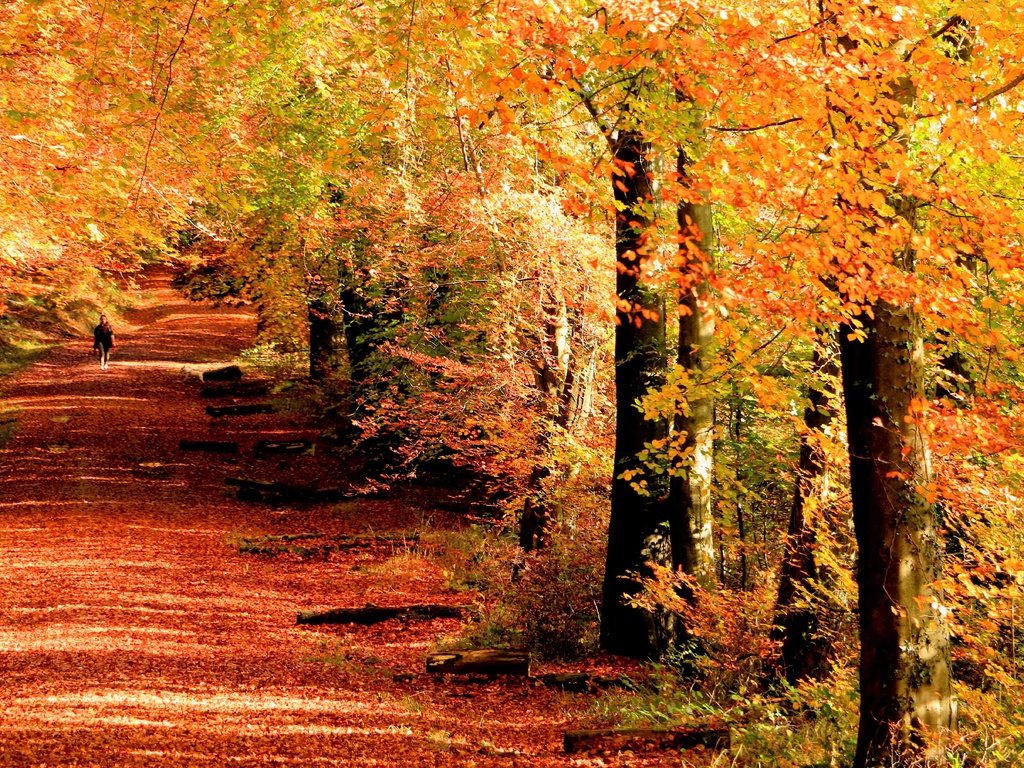 Обои деревья, девушка, стволы, листва, осень, аллея, trees, girl, trunks, foliage, autumn, alley разрешение 5419x3613 Загрузить