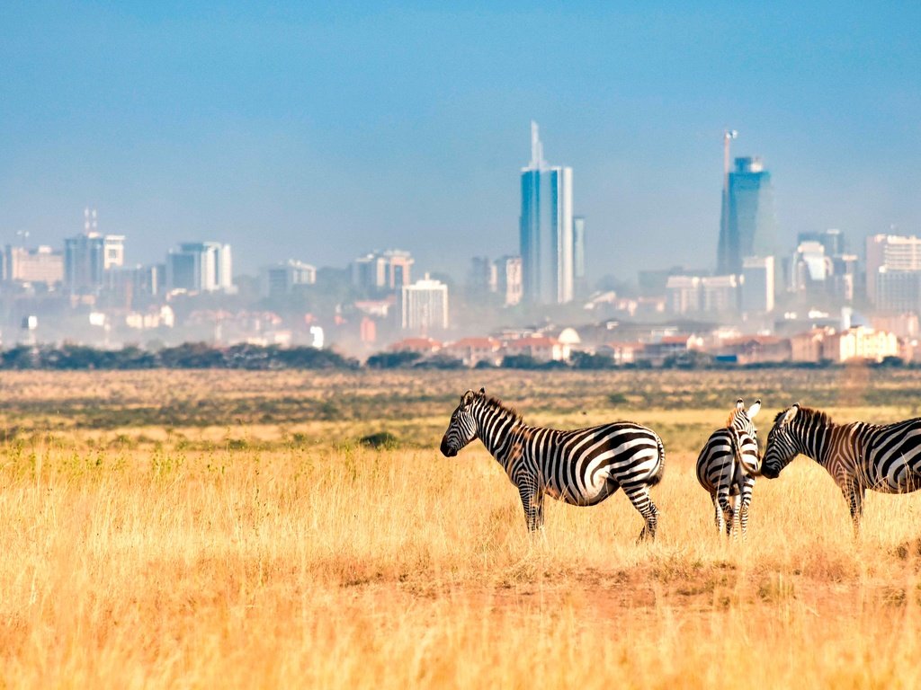 Обои зебра, поле, город, африка, кения, зебры, nairobi national park, найроби, zebra, field, the city, africa, kenya разрешение 4000x2249 Загрузить