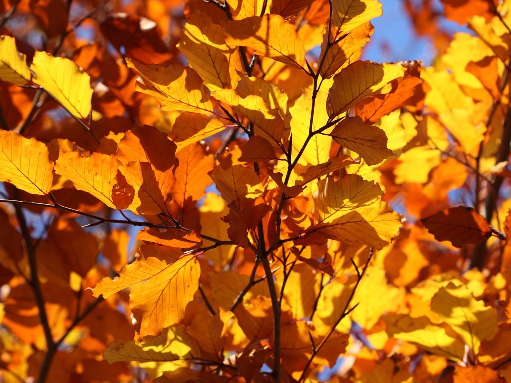 Обои листья, ветки, листва, осень, крупный план, leaves, branches, foliage, autumn, close-up разрешение 4752x3168 Загрузить