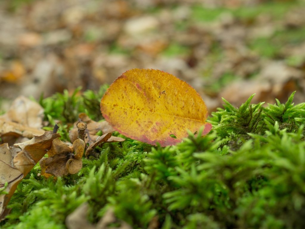 Обои природа, осень, лист, размытость, мох, сухие листья, nature, autumn, sheet, blur, moss, dry leaves разрешение 5456x3632 Загрузить