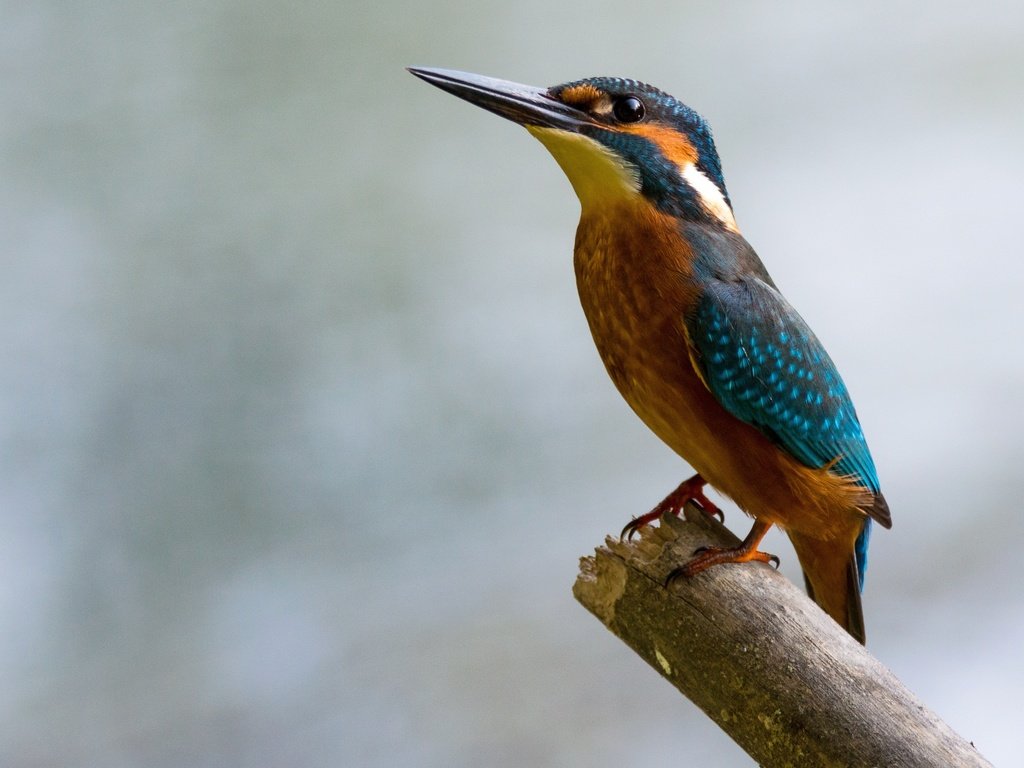 Обои птица, клюв, перья, боке, зимородок, bird, beak, feathers, bokeh, kingfisher разрешение 3886x2186 Загрузить