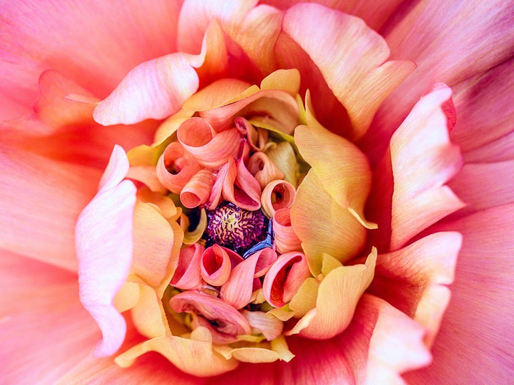 Обои макро, цветок, лепестки, розовый, георгин, macro, flower, petals, pink, dahlia разрешение 2048x1152 Загрузить