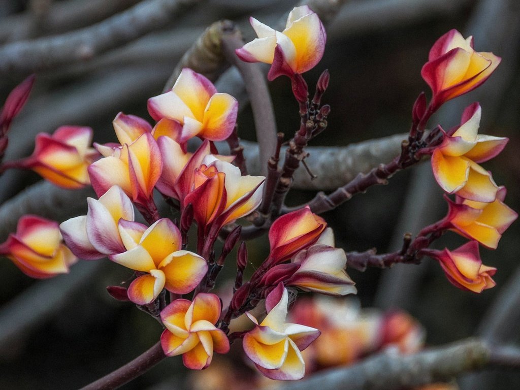 Обои цветы, макро, ветки, плюмерия, gunter graiss, flowers, macro, branches, plumeria разрешение 2000x1444 Загрузить