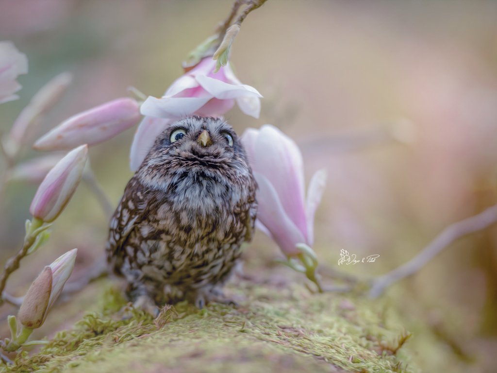 Обои сова, природа, цветок, размытость, птица, совенок, tanja brandt, owl, nature, flower, blur, bird, owlet разрешение 2048x1363 Загрузить