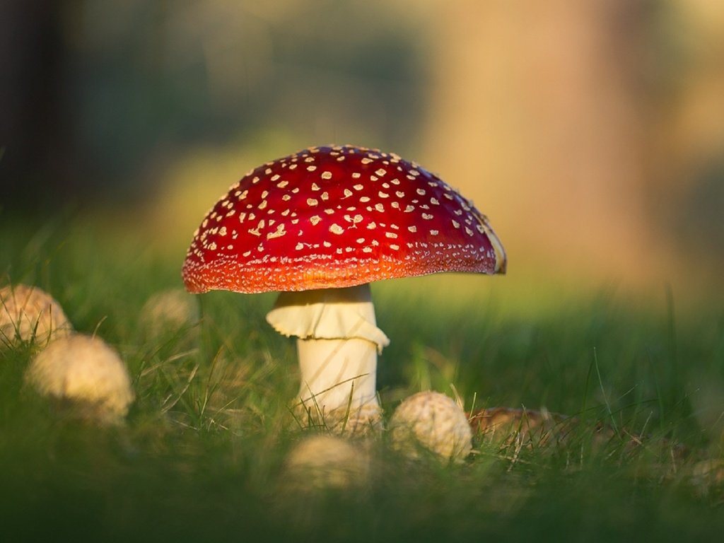 Обои природа, макро, грибы, боке, мухоморы, nature, macro, mushrooms, bokeh, amanita разрешение 1920x1156 Загрузить