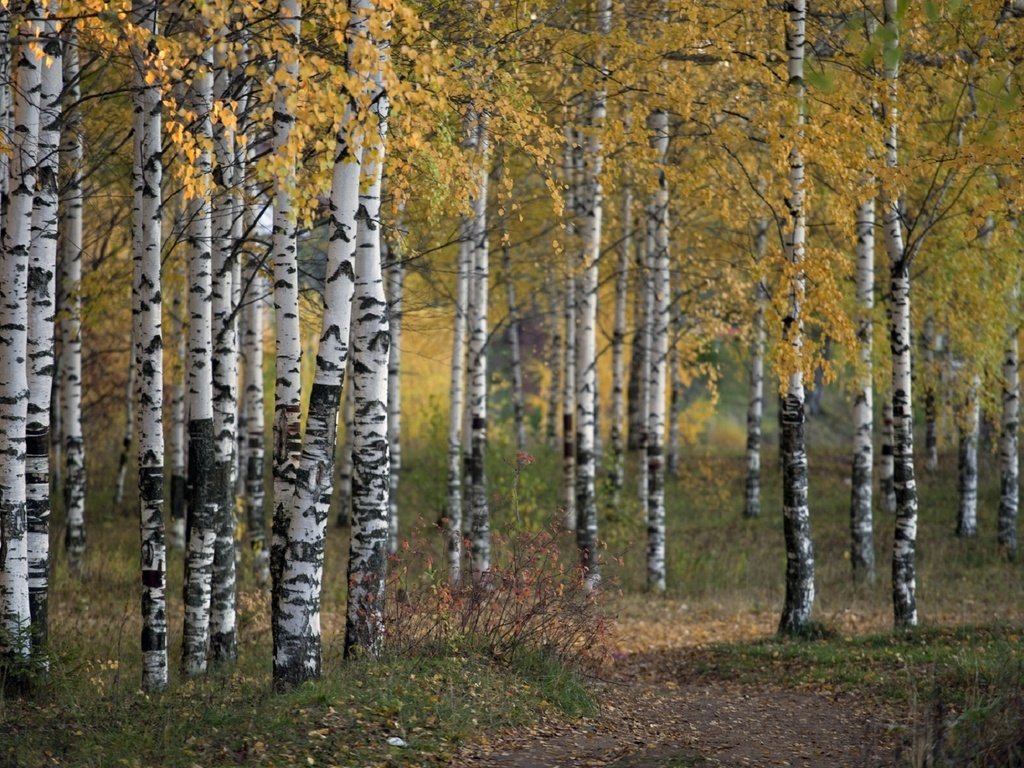 Обои деревья, природа, лес, осень, береза, роща, trees, nature, forest, autumn, birch, grove разрешение 1920x1192 Загрузить