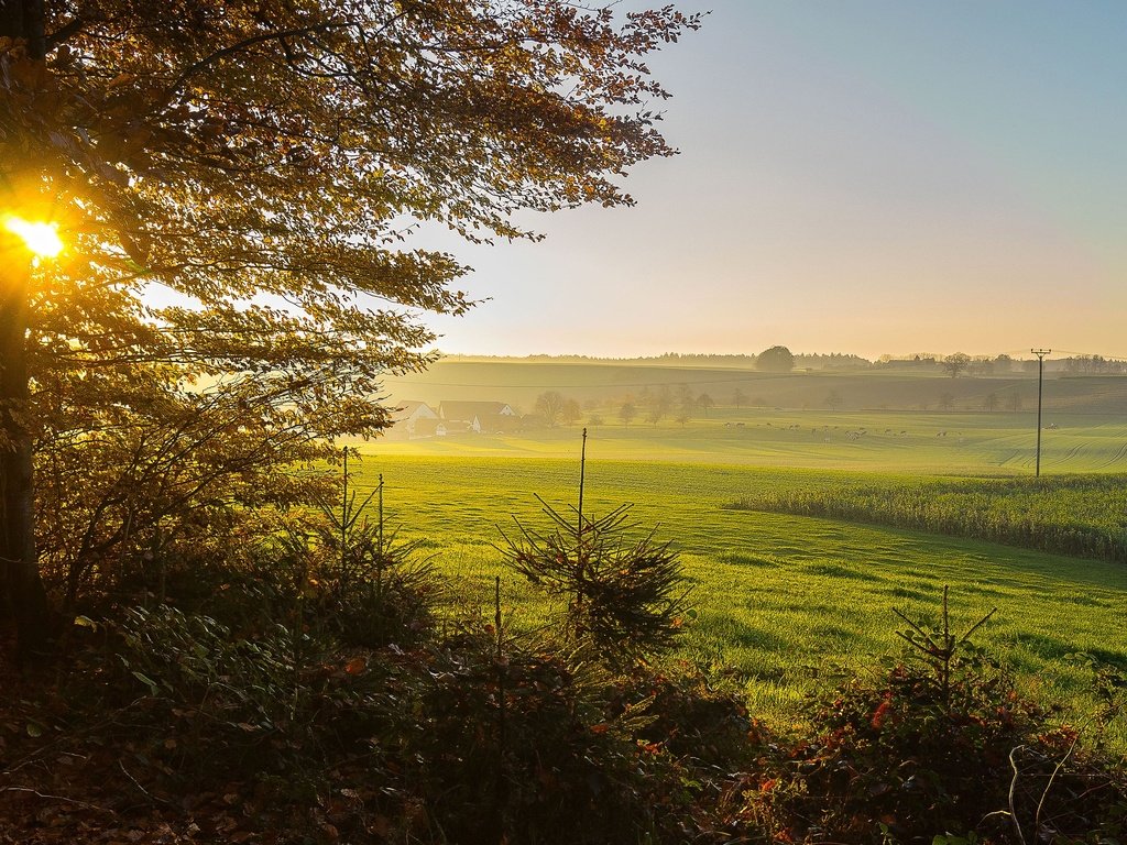 Обои трава, природа, дерево, пейзаж, утро, поле, рассвет, германия, grass, nature, tree, landscape, morning, field, dawn, germany разрешение 2560x1600 Загрузить