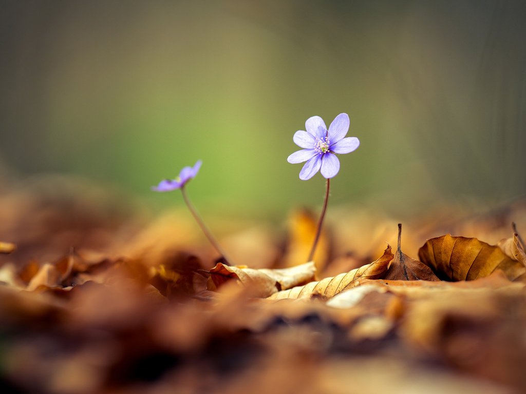 Обои цветы, листья, весна, боке, flowers, leaves, spring, bokeh разрешение 1920x1080 Загрузить