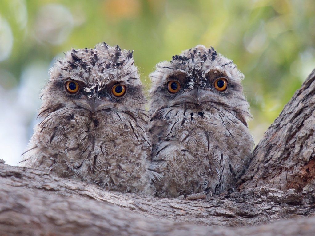 Обои дерево, птицы, кора, птенцы, совы, совята, tree, birds, bark, chicks, owls, owlets разрешение 2434x1691 Загрузить