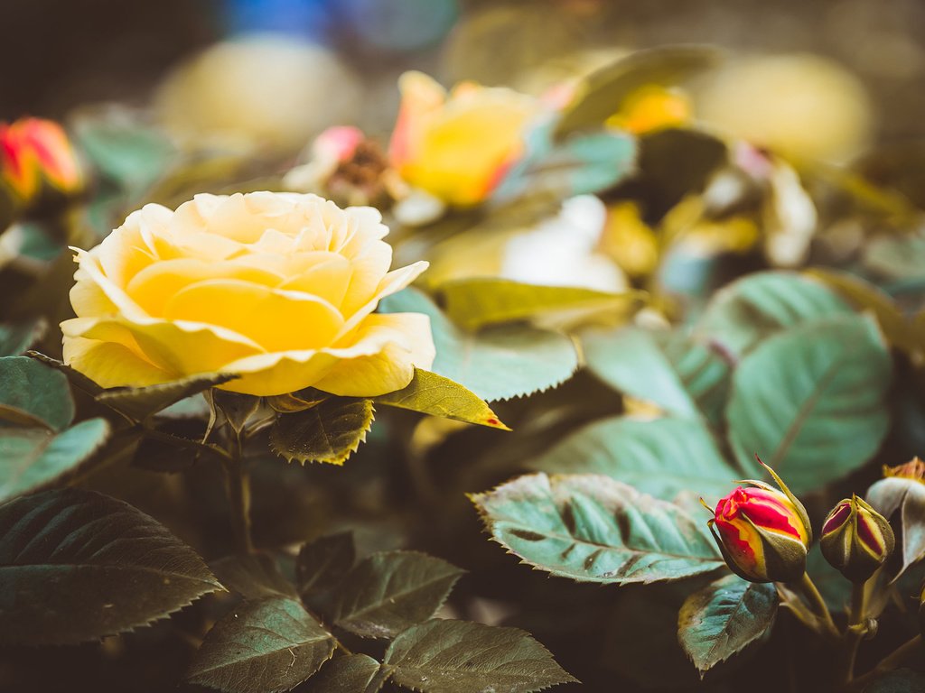 Обои цветы, бутоны, листья, розы, лепестки, жёлтые розы, flowers, buds, leaves, roses, petals, yellow roses разрешение 1920x1200 Загрузить