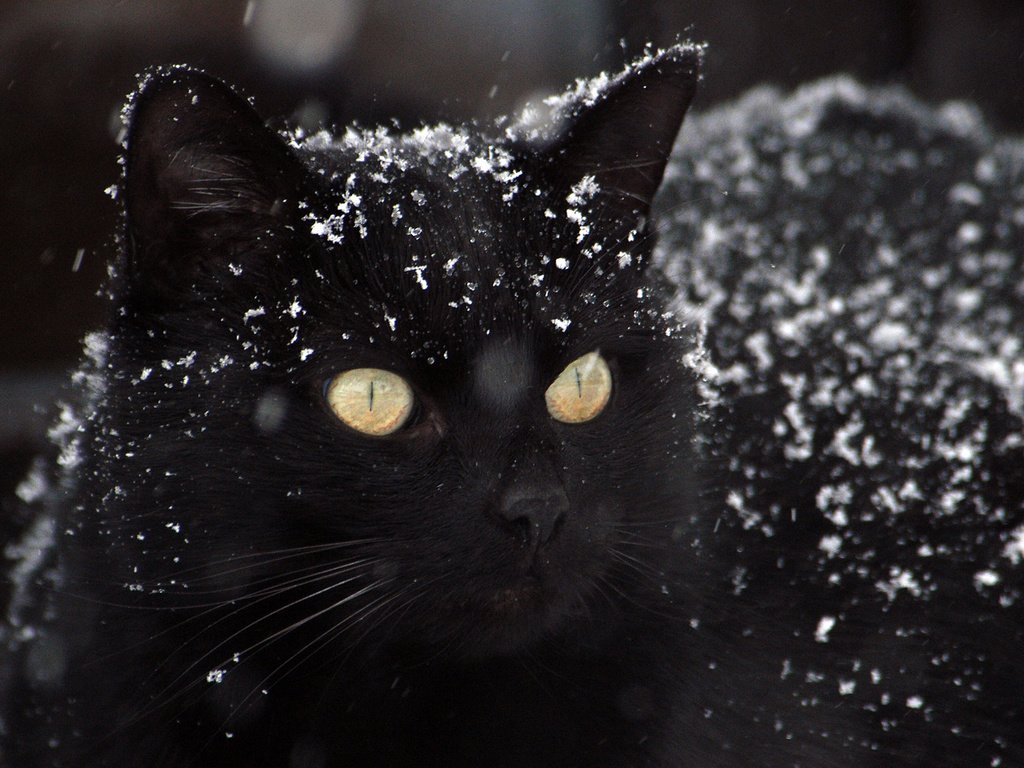 Обои глаза, снег, фон, кот, усы, кошка, взгляд, черный, eyes, snow, background, cat, mustache, look, black разрешение 2880x1800 Загрузить