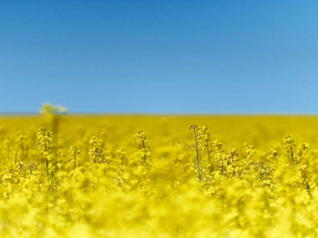 Обои небо, цветы, природа, поле, рапс, the sky, flowers, nature, field, rape разрешение 2880x1800 Загрузить