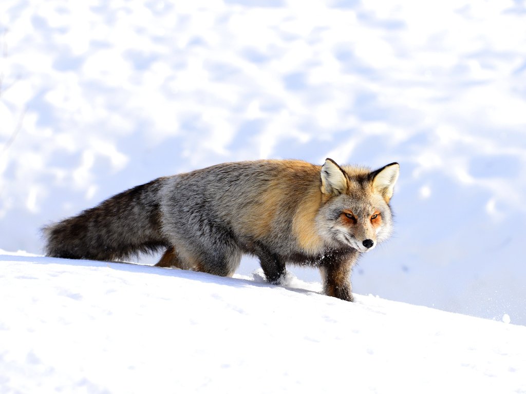 Обои снег, зима, мордочка, взгляд, лиса, лисица, snow, winter, muzzle, look, fox разрешение 4500x3004 Загрузить