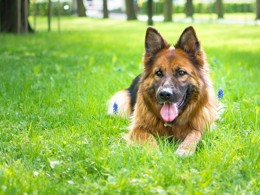 Обои цветы, трава, собака, язык, немецкая овчарка, flowers, grass, dog, language, german shepherd разрешение 1920x1200 Загрузить