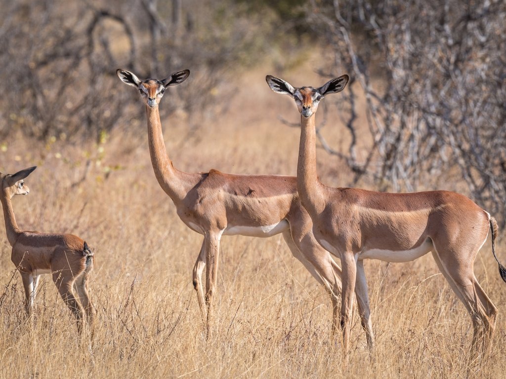 Обои африка, антилопа, геренук, жирафовая газель, africa, antelope, gerenuk, giraffidae gazelle разрешение 2499x1666 Загрузить
