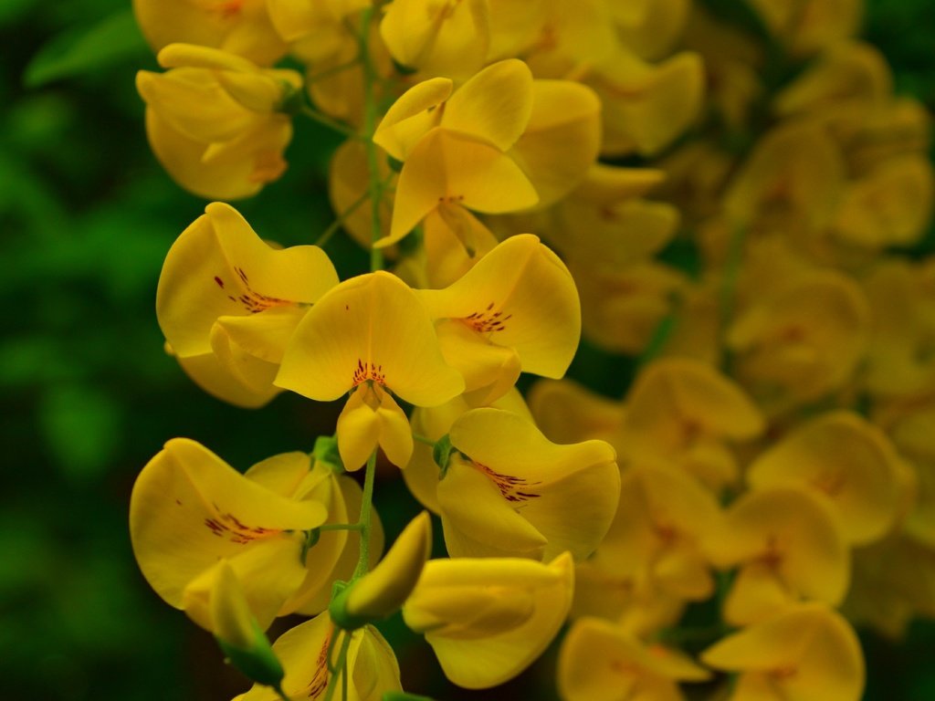 Обои цветы, цветение, весна, желтые, акация, flowers, flowering, spring, yellow, acacia разрешение 3000x1887 Загрузить