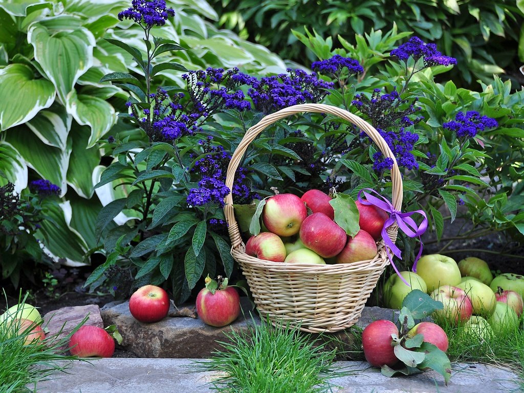 Обои цветы, растения, листья, фрукты, яблоки, корзина, плоды, flowers, plants, leaves, fruit, apples, basket разрешение 3000x2051 Загрузить