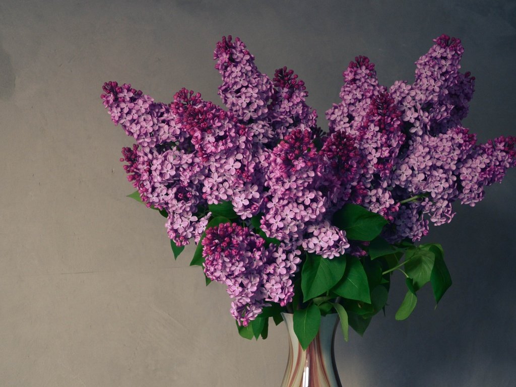 Обои цветы, весна, букет, ваза, сирень, композиция, flowers, spring, bouquet, vase, lilac, composition разрешение 3456x2304 Загрузить