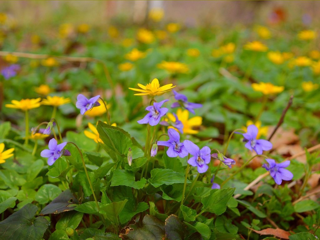 Обои цветы, весна, желтые, полевые цветы, фиолетовые, flowers, spring, yellow, wildflowers, purple разрешение 3004x1894 Загрузить