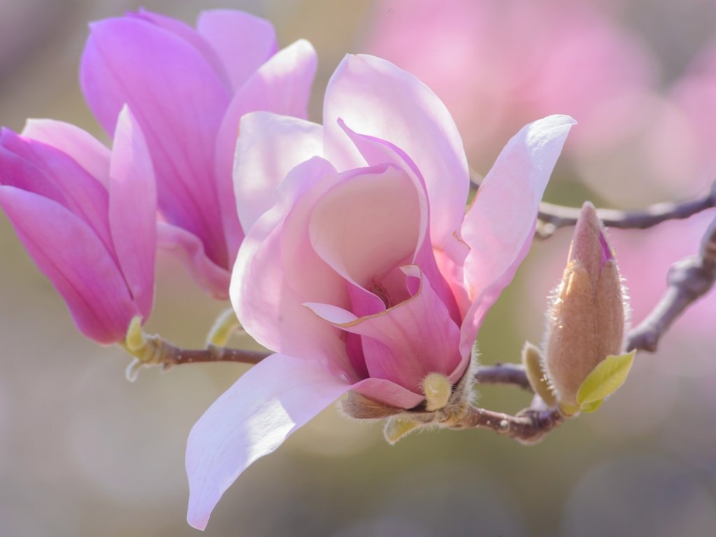 Обои цветы, ветка, цветение, бутоны, лепестки, весна, магнолия, flowers, branch, flowering, buds, petals, spring, magnolia разрешение 2048x1152 Загрузить