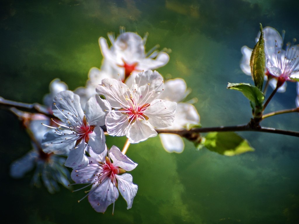 Обои цветы, ветка, природа, цветение, размытость, весна, flowers, branch, nature, flowering, blur, spring разрешение 3872x2592 Загрузить