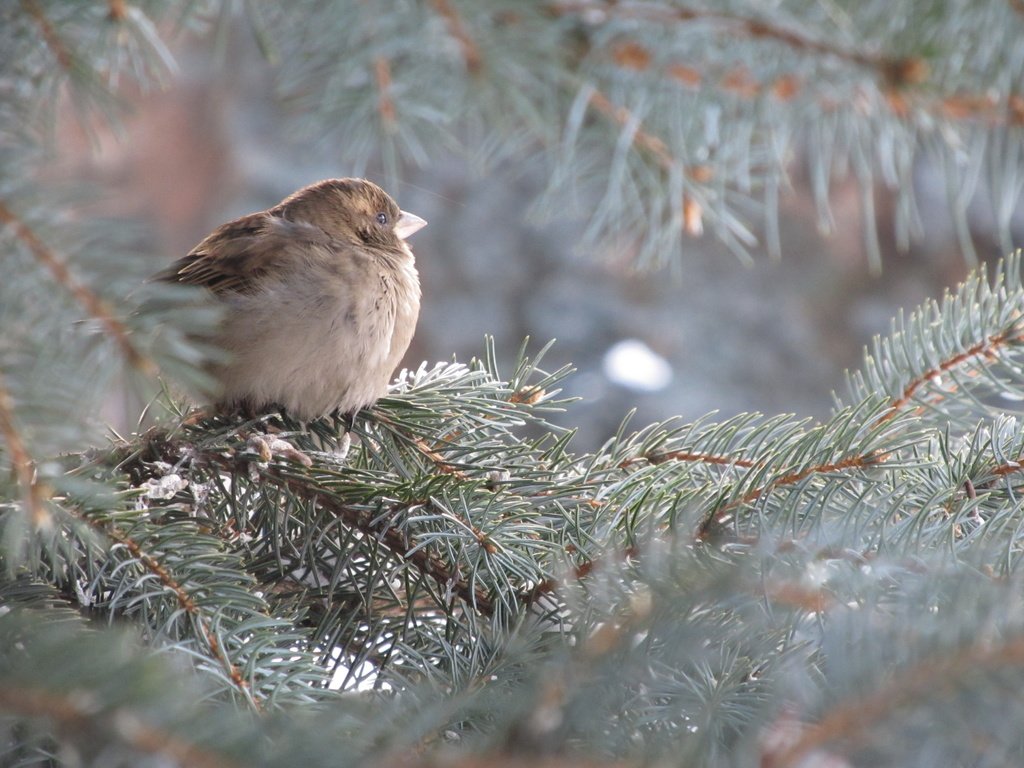 Обои дерево, хвоя, ветки, птица, ель, воробей, tree, needles, branches, bird, spruce, sparrow разрешение 4000x3000 Загрузить