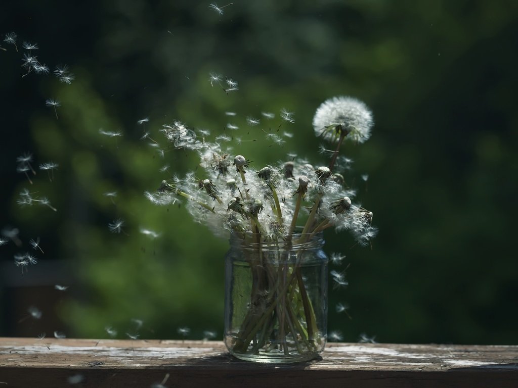 Обои цветы, фон, семена, одуванчики, банка, пушинки, былинки, flowers, background, seeds, dandelions, bank, fuzzes, blade разрешение 2048x1365 Загрузить