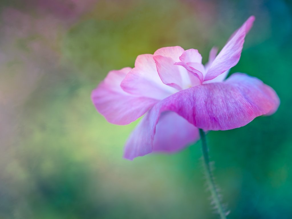 Обои макро, цветок, размытость, мак, розовый, macro, flower, blur, mac, pink разрешение 5760x3840 Загрузить