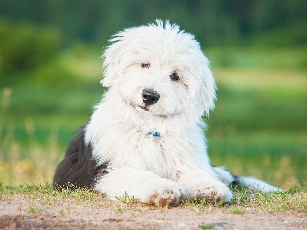 Обои собака, щенок, овчарка, бобтейл, староанглийская овчарка, dog, puppy, shepherd, bobtail, the old english sheepdog разрешение 1920x1200 Загрузить