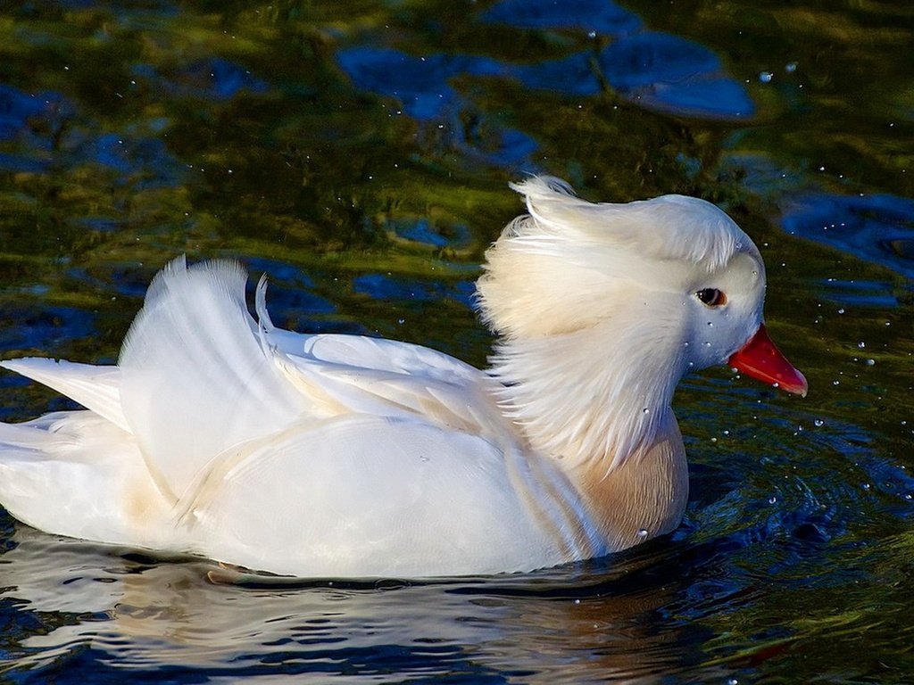 Обои вода, отражение, птица, клюв, перья, утка, плывет, water, reflection, bird, beak, feathers, duck, floats разрешение 1920x1086 Загрузить