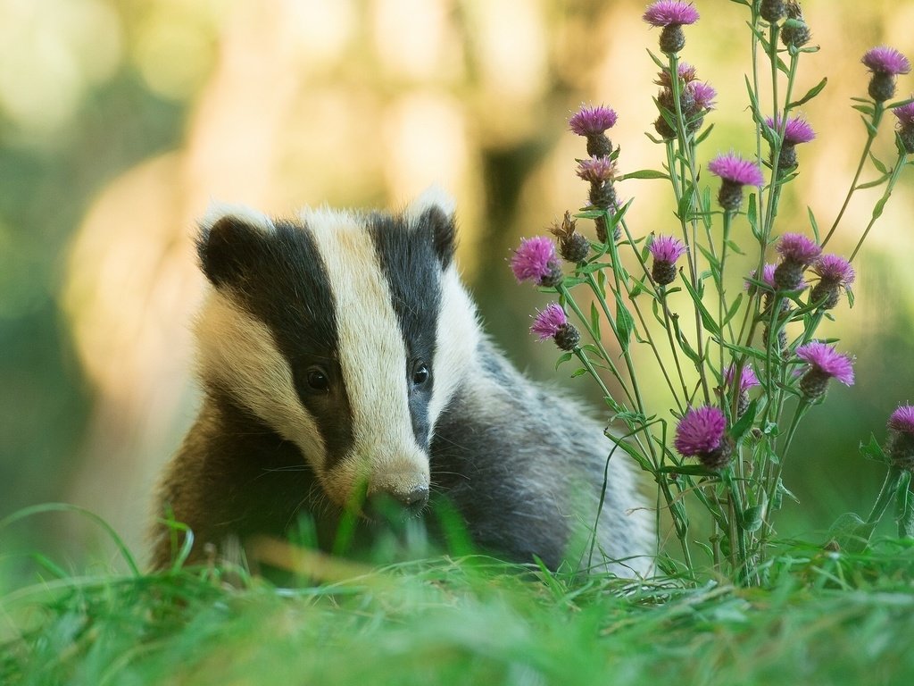 Обои цветы, трава, природа, животное, барсук, flowers, grass, nature, animal, badger разрешение 1920x1200 Загрузить