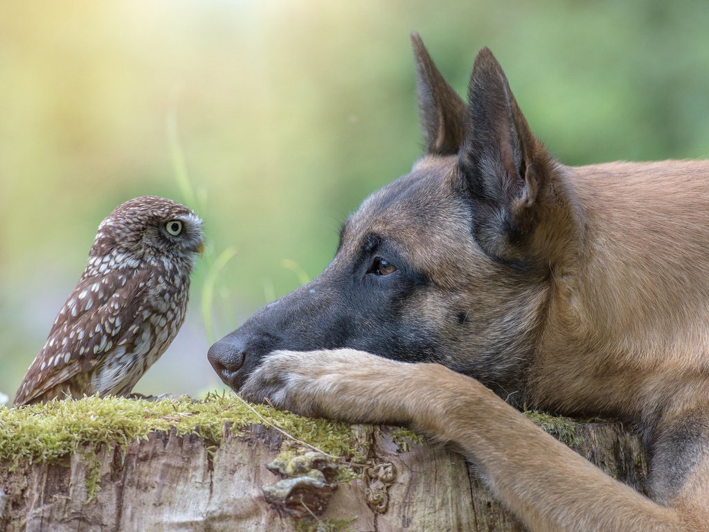 Обои сова, собака, профиль, птица, пень, owl, dog, profile, bird, stump разрешение 2048x1363 Загрузить