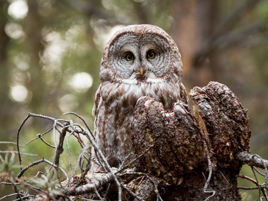 Обои сова, взгляд, птица, owl, look, bird разрешение 4219x2813 Загрузить