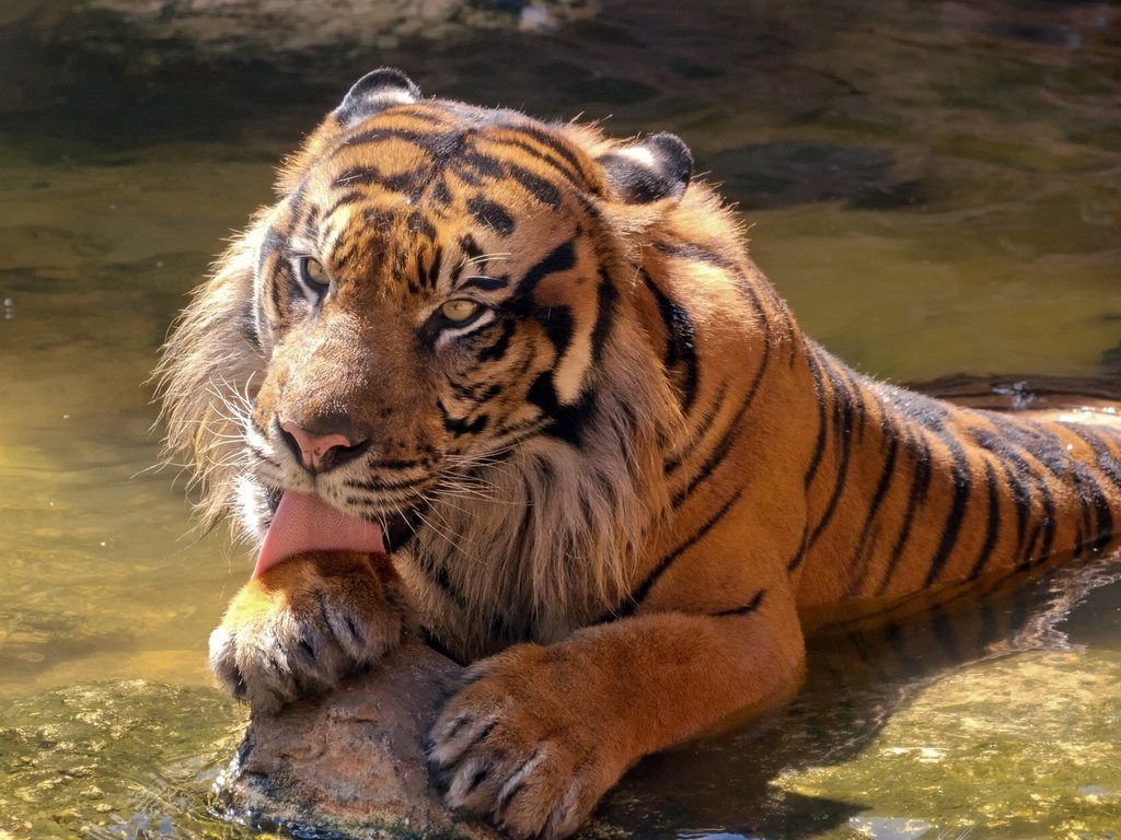 Обои тигр, морда, камни, лапы, лежит, хищник, большая кошка, язык, tiger, face, stones, paws, lies, predator, big cat, language разрешение 1920x1080 Загрузить