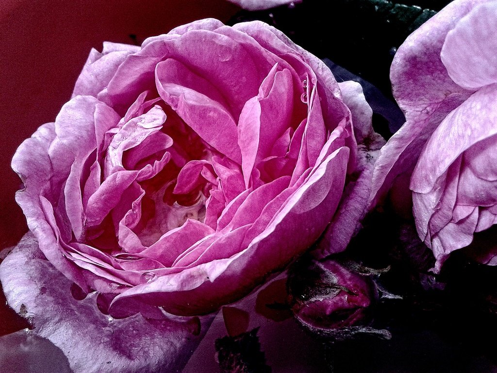 Обои вода, макро, роза, розовая, water, macro, rose, pink разрешение 2560x1920 Загрузить